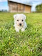 Prachtige west Highland terrier pupjes te koop, België, Overige rassen, CDV (hondenziekte), 8 tot 15 weken