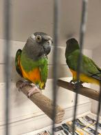 Senagal papegaai, Dieren en Toebehoren, Vogels | Parkieten en Papegaaien, Papegaai, Geringd