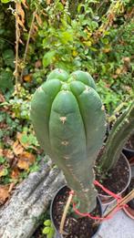 Cactus, Huis en Inrichting, Ophalen, Cactus, Minder dan 100 cm, Volle zon
