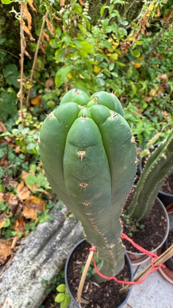 Cactus, Huis en Inrichting, Kamerplanten, Cactus, Minder dan 100 cm, Groene kamerplant, Volle zon, Ophalen