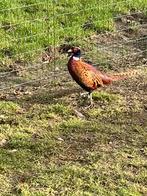 Bosfazanten, Dieren en Toebehoren, Pluimvee, Meerdere dieren, Overige soorten