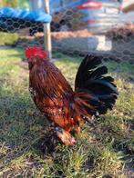 Ukkelse baardkriel, Dieren en Toebehoren, Pluimvee, Kip