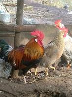 Broedeieren  van gemengde toom leghorn, Dieren en Toebehoren, Pluimvee