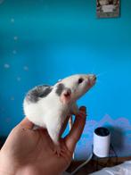 Dumbo vrouwtjes, Dieren en Toebehoren, Knaagdieren, Vrouwelijk, Rat