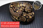 Ball python/python regius/konings python, Dieren en Toebehoren