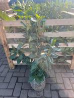 Prunus laur. Novita (laurier), Ophalen