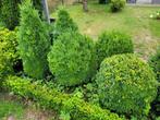 Buxus, Enlèvement, Buis