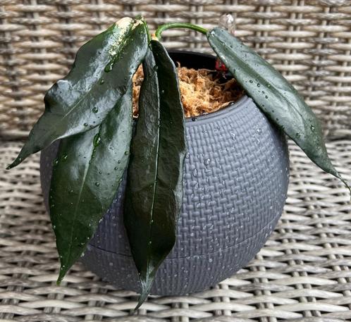 Hoya Seanie, Maison & Meubles, Plantes d'intérieur, Plante succulente, Moins de 100 cm, Envoi