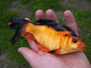 Pêche au poisson rouge et au voile, Poisson(s) rouge(s)