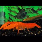 rode/witte kreeften, Dieren en Toebehoren, Ophalen, Nieuw, Overige typen