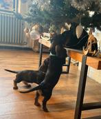 Superleuke ruwharige dwerg teckel pups,in huis grootgebracht, Dieren en Toebehoren, België, Fokker | Hobbymatig, CDV (hondenziekte)