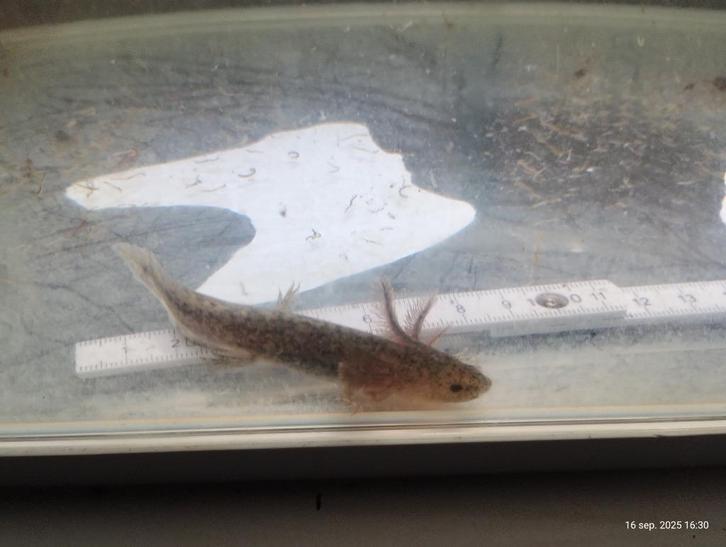 Axolotl's, Dieren en Toebehoren, Reptielen en Amfibieën, Overige soorten, 0 tot 2 jaar