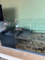 Schildpad aquarium met filter en verwarmingselement, Dieren en Toebehoren, Ophalen, Gebruikt, Leeg aquarium