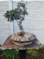 Prachtige bonsai olijfboom, Olivier, Enlèvement