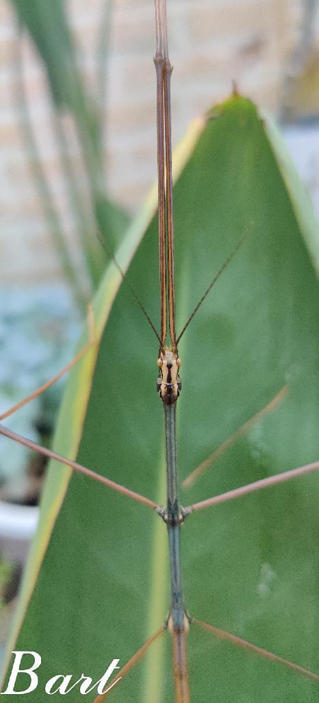 Wandelende takken - Ramulus sp "Bokor", Dieren en Toebehoren, Insecten en Spinnen, Wandelende tak