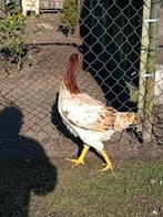 Shamo kippen ( hennen ), Dieren en Toebehoren, Pluimvee