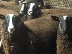 Aankoop van schapen en geitenl, Geit