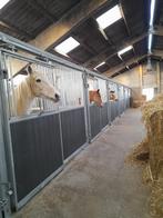 Paardenboxen te huur, Pâturage, 4 chevaux ou poneys ou plus