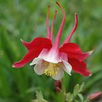 Aquilegia ‘Crimson Star’, Ophalen, Lente, Vaste plant