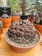 Dioscorea elephantipes, Huis en Inrichting, Ophalen of Verzenden