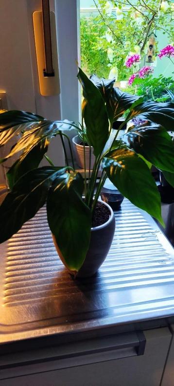 Spathiphyllum plantje beschikbaar voor biedingen