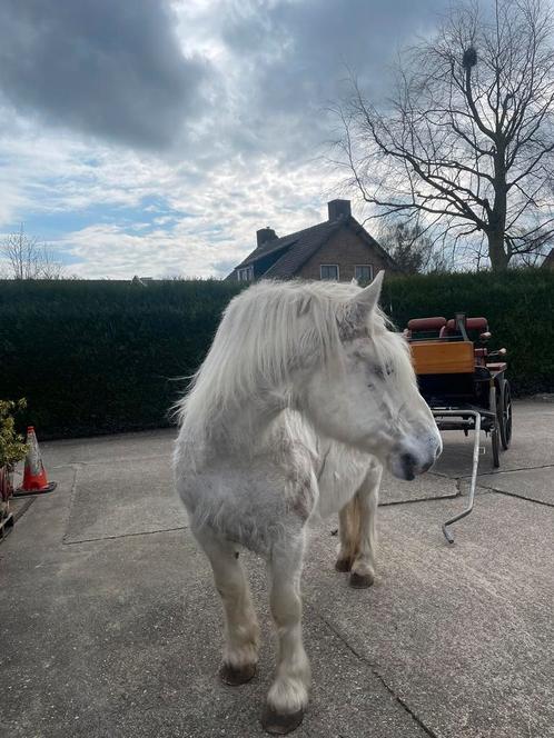 Boullonais merrie, Dieren en Toebehoren, Rijtuigen en Koetsen, Paard
