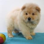 Chow Chow - belgische pup te koop, Dieren en Toebehoren, Honden | Poolhonden, Keeshonden en Oertypen, Meerdere, 8 tot 15 weken