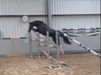 2 jaarige hengst met top papieren, Dieren en Toebehoren, Paarden, Hengst, Z