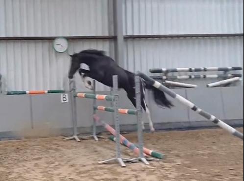 2 jaarige hengst met top papieren, Dieren en Toebehoren, Paarden, Hengst, Z