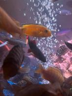 stuk 5 euro, Animaux & Accessoires, Poissons | Poissons d'aquarium