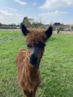 Alpaca hengst, Dieren en Toebehoren, Juni, Mannelijk