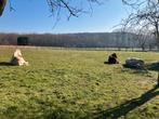 Paddock/prairie 4 chevaux Dilbeek, Animaux & Accessoires, Pâturage, 4 chevaux ou poneys ou plus