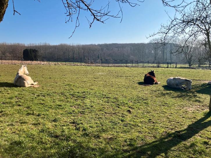 Dilbeek weide/weide met 4 paarden, Dieren en Toebehoren, Stalling en Weidegang, Weidegang, 4 paarden of pony's of meer