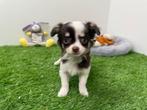 Chihuahua pups, Dieren en Toebehoren, België, 8 tot 15 weken, CDV (hondenziekte), Meerdere