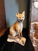 Taxidermie vos, Verzamelen, Dierenverzamelingen, Ophalen of Verzenden, Gebruikt, Opgezet dier