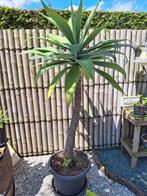 Prachtige agave attenuata binnen en buiten
Vanaf de lente bu, Ophalen, Lente