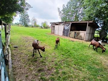 Twee afgespannen weides met stal en regenopvang beschikbaar voor biedingen