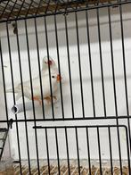 Koppel witte zebravinken, Plusieurs animaux, Oiseau tropical