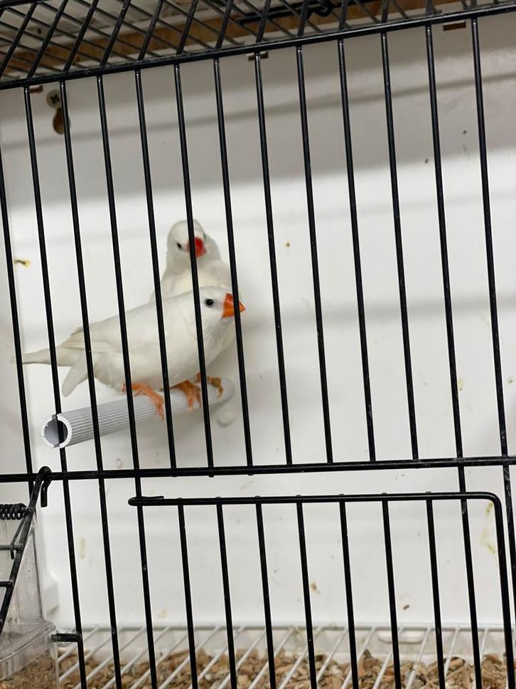 Koppel witte zebravinken, Animaux & Accessoires, Oiseaux | Oiseaux Autre, Oiseau tropical, Plusieurs animaux