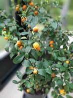 manderijnboompje  metpot 1m40hoog, Ophalen, 100 tot 250 cm, Volle zon, Citroenboom
