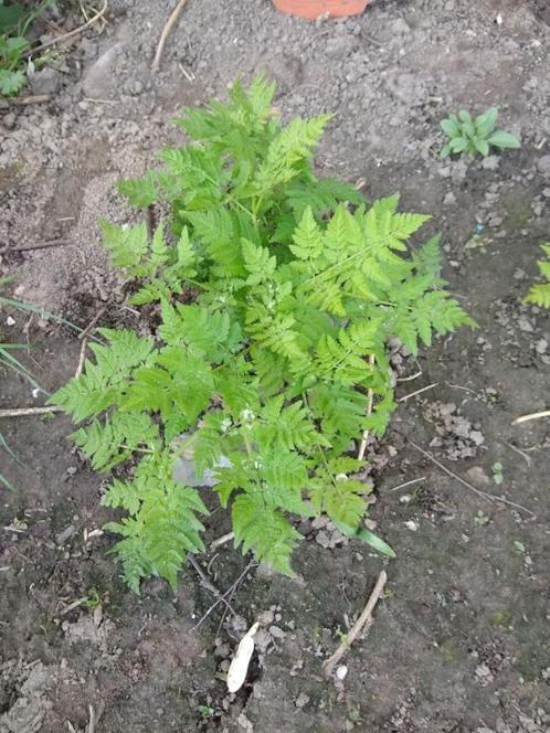 roomse kervel  - kruiden, Tuin en Terras, Planten | Tuinplanten, Vaste plant, Kruiden, Halfschaduw, Lente, Ophalen