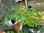 Monstera bonte albo-plant, Huis en Inrichting, Kamerplanten, Ophalen, 100 tot 150 cm, Halfschaduw, In pot