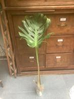 Monstera Thai Constellation bladstek 50/60. M, Ophalen