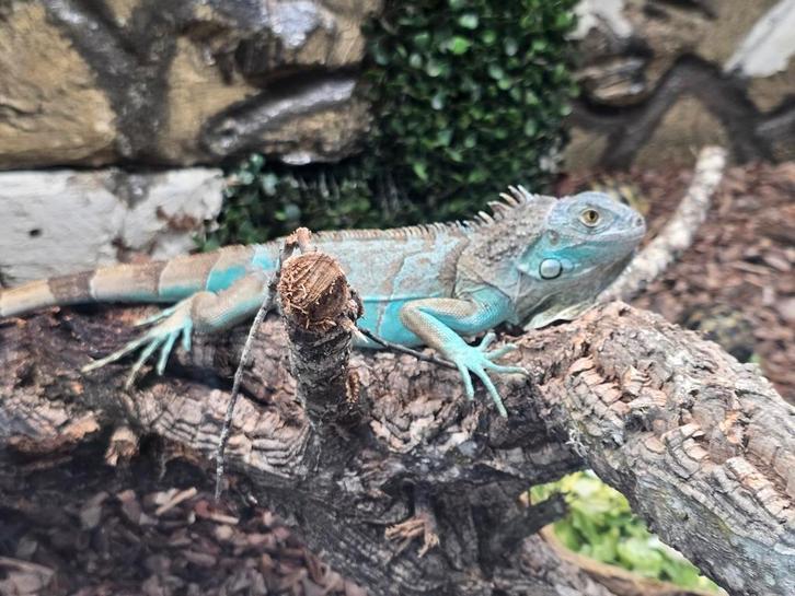 Groot assortiment reptielen & amfibieën, Animaux & Accessoires, Reptiles & Amphibiens, Amphibien