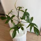 Philodendron florida ghost, Huis en Inrichting, Kamerplanten, Ophalen