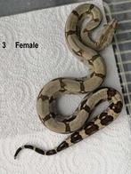 Boa constrictor longicauda, Animaux & Accessoires, Reptiles & Amphibiens, Serpent, 0 à 2 ans