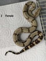 Boa constrictor longicauda, Serpent, 0 à 2 ans