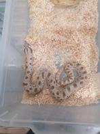 Hognose arctic conda 2.0, Slang, Tam, 0 tot 2 jaar