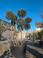 Olijfboom Olea Europaea ponpon, Enlèvement, Olivier