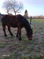 Paard, Animaux & Accessoires, Chevaux & Poneys | Couvertures & Couvre-reins, Enlèvement ou Envoi